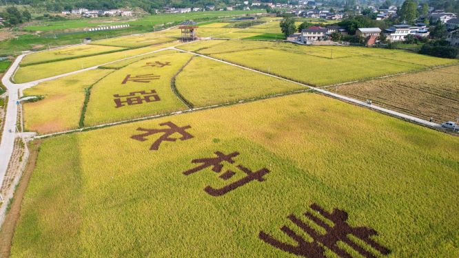 新场粮油园区水稻画-农业强、农村美