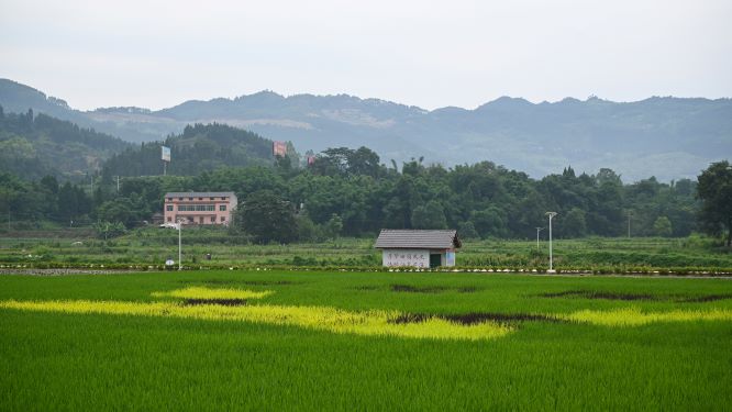 新场粮油园区景色