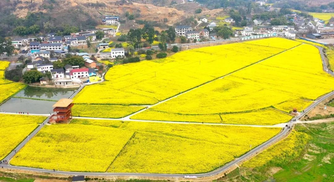 航拍新场粮油园区油菜花海