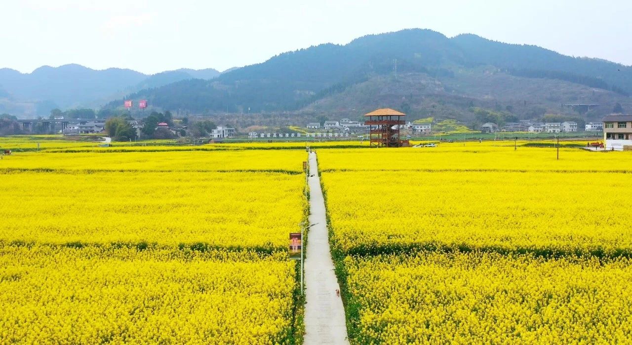 新场粮油园区油菜花海