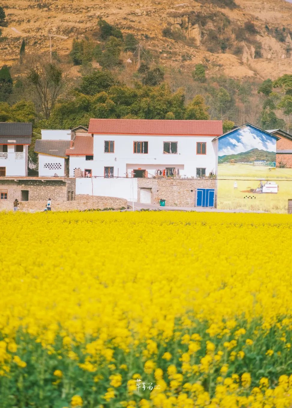 新场粮油园区油菜花海景色