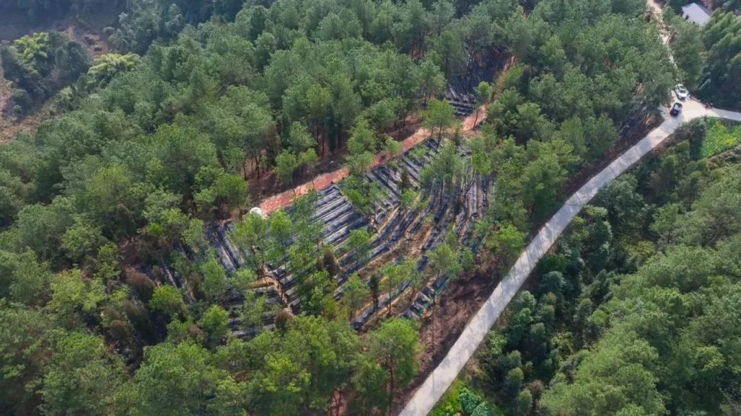 威远县国家储备林建设项目小河镇牌坊村林下经济示范基地.png