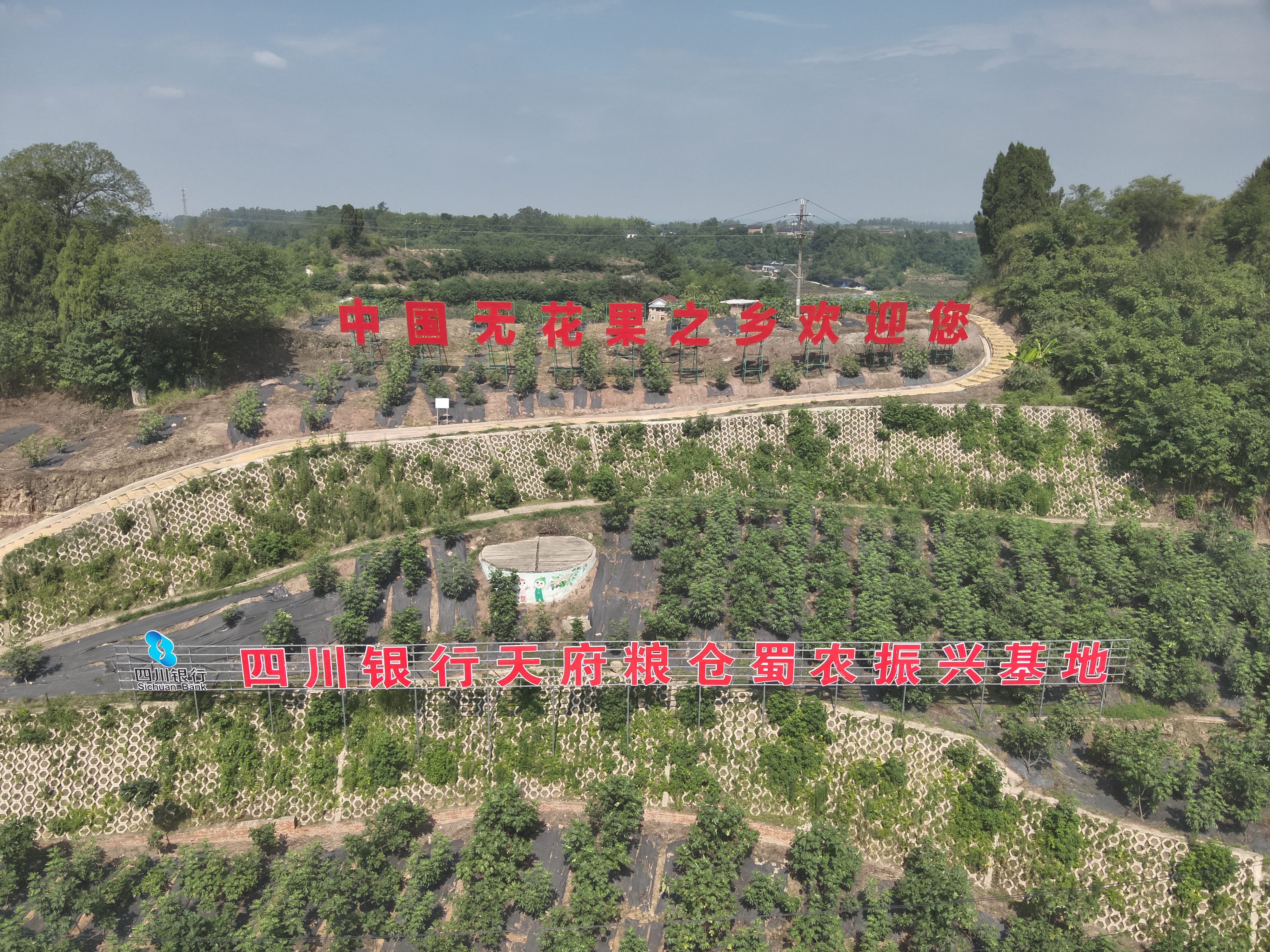 中国无花果之乡·威远