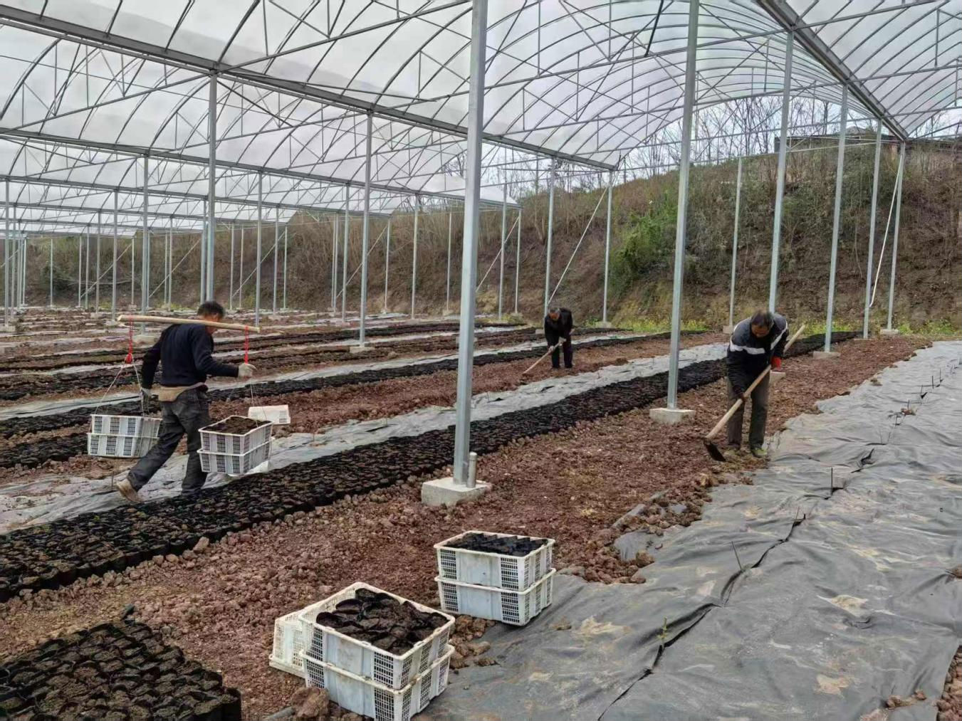 歌创公司开展无花果育苗