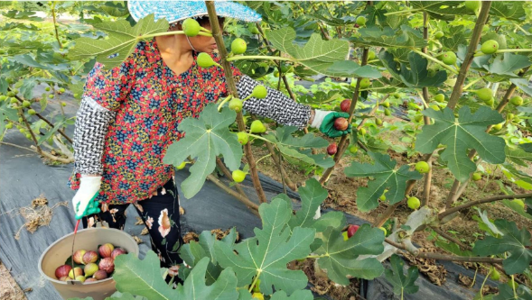 四川远歌农业集团无花果成熟季