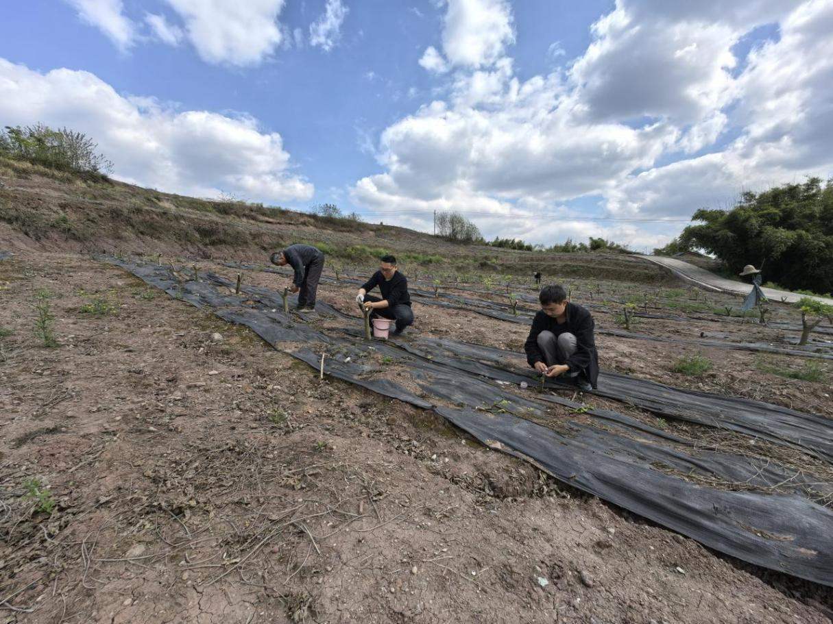 歌创公司开展无花果新品种扩繁嫁接